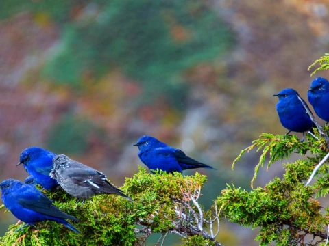 Birds Watching in Nepal