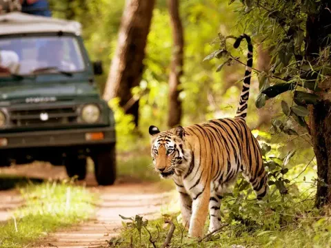 Safari National park in Nepal