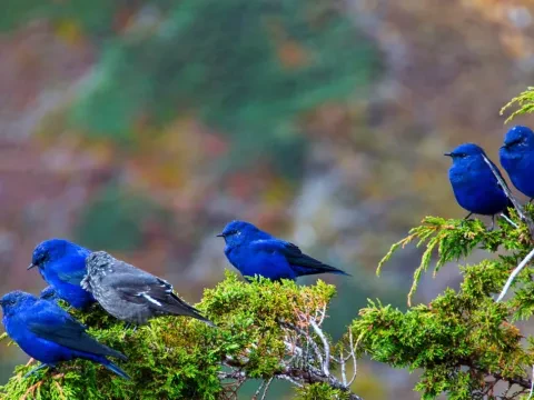 Birds Watching in Nepal