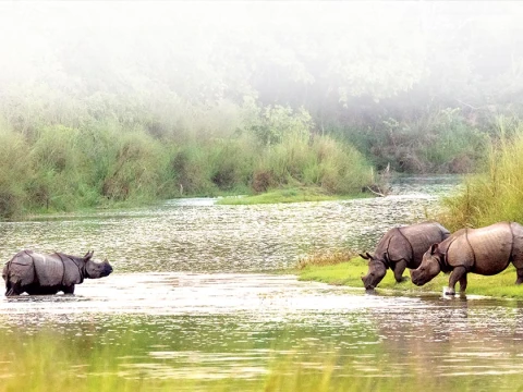 Bardia National Park Jungle Safari