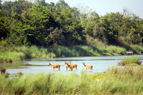 Bardia National park safari